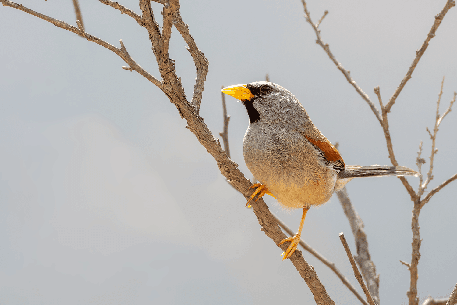 Lima’s Endemic Birds – Part 2: The Great Inca-Finch (Incaspiza pulchra)