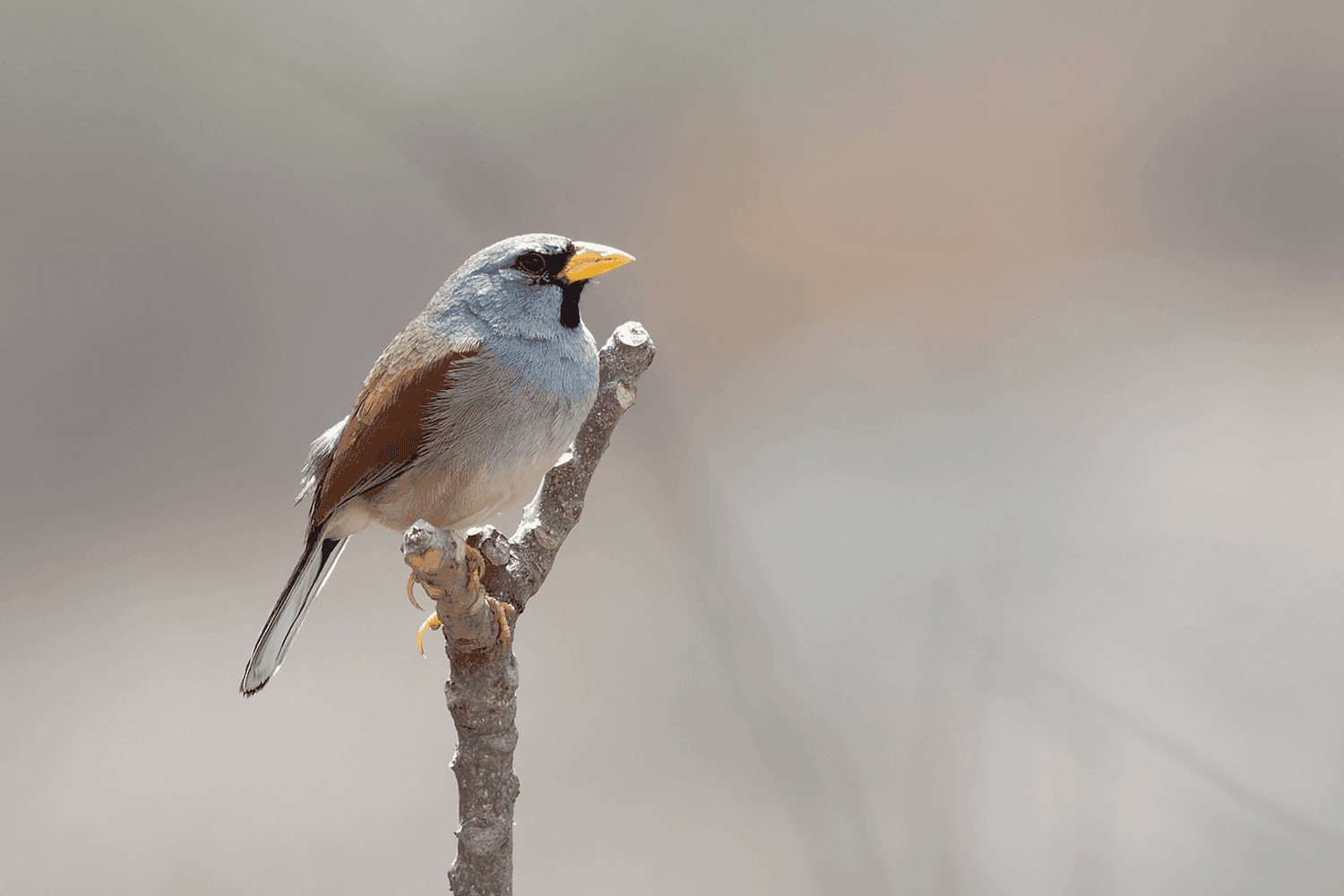 Great Inca-Finch — Santa Eulalia Canyon, Peru