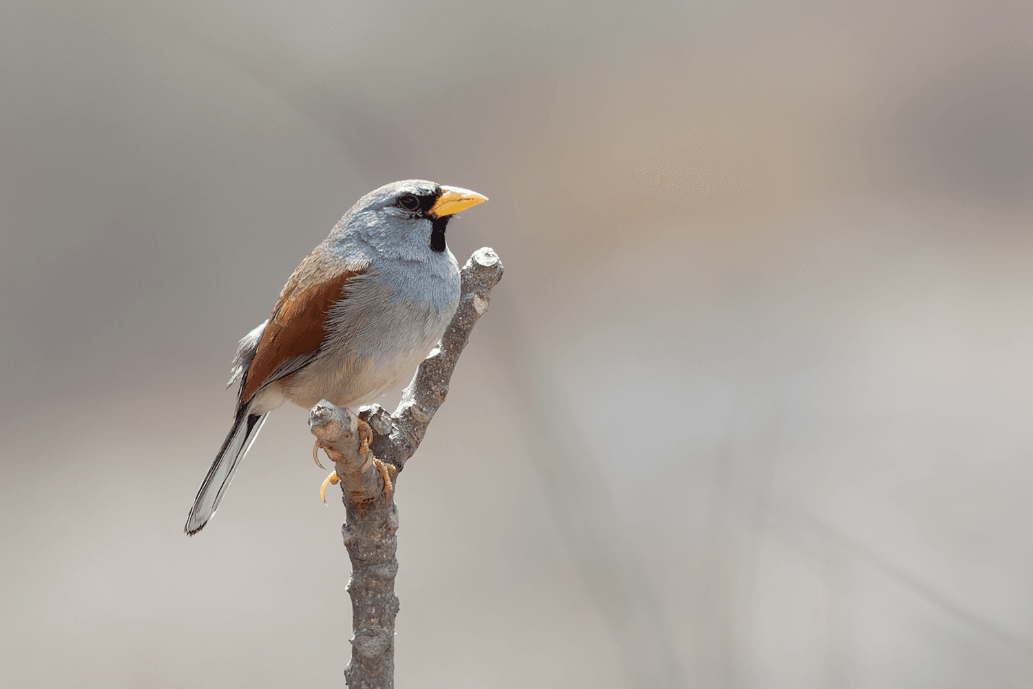 Great Inca-Finch — Santa Eulalia Canyon, Peru