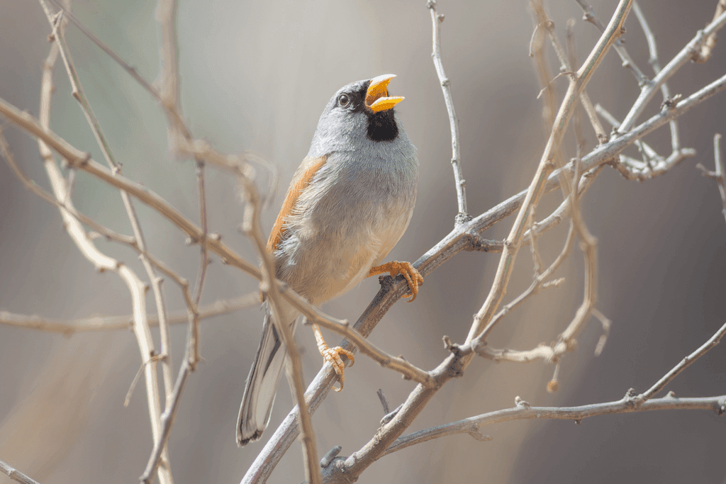 Great Inca Finch in roadside scrub — Santa Eulalia birding tour