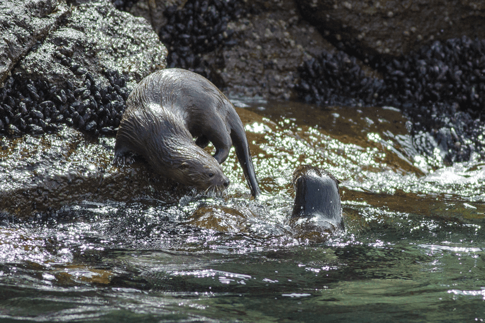 Marine Otter - Wild Andes Birding Tours, Lima