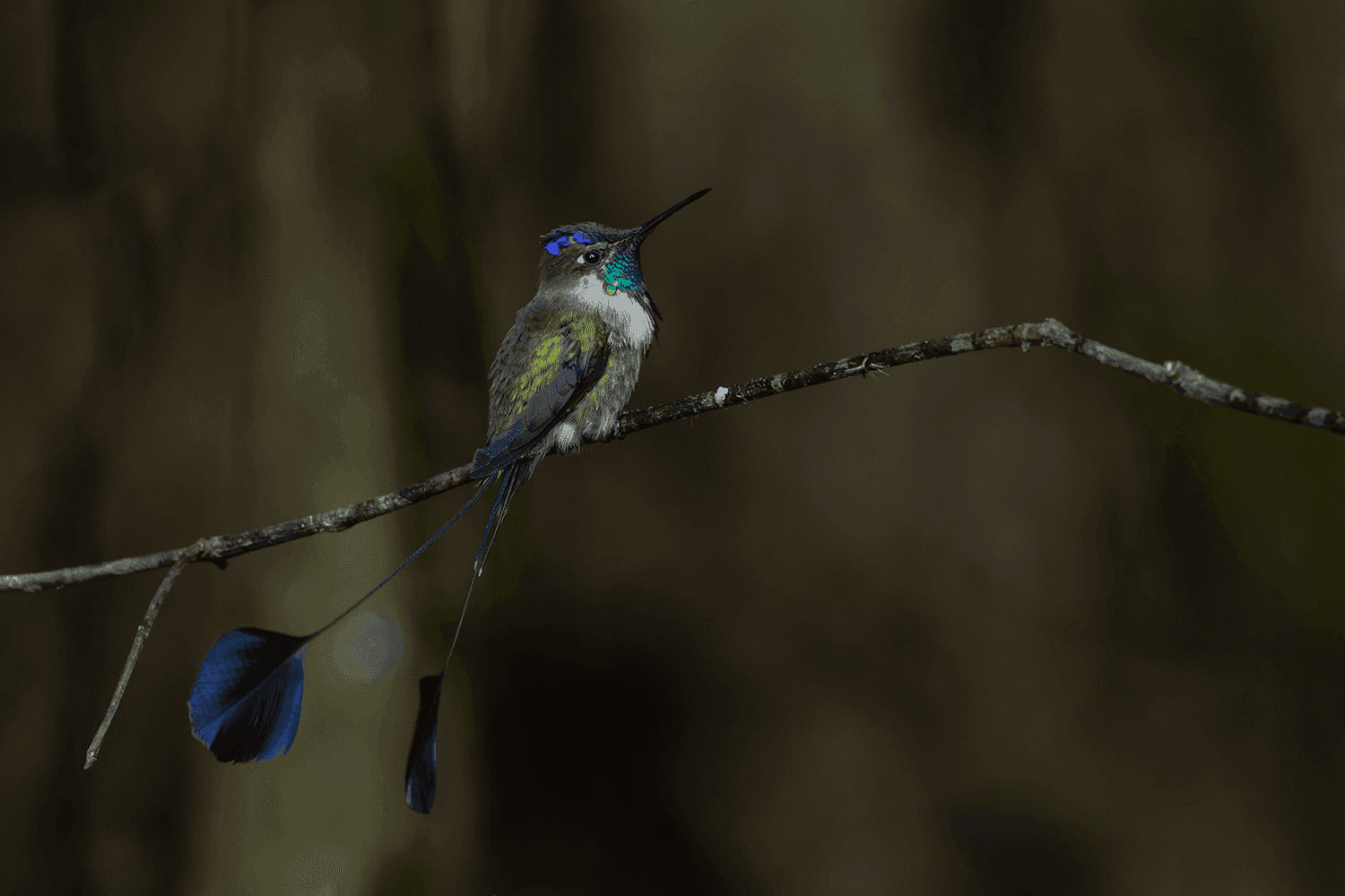The Marvelous Spatuletail: A Guide to Huembo