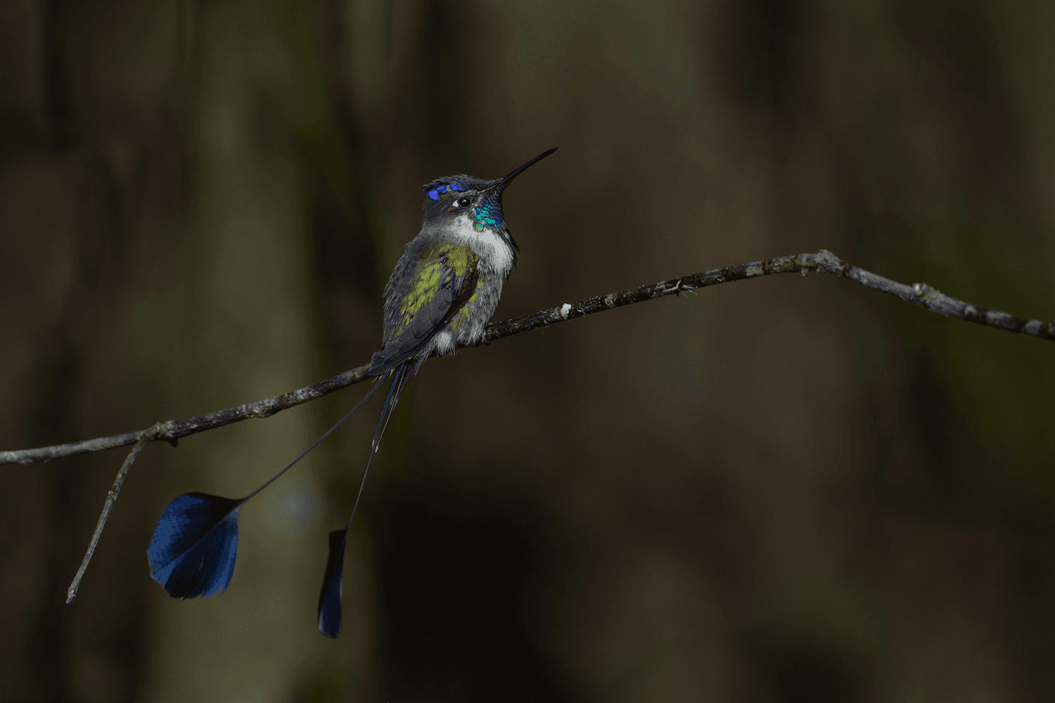 Marvelous Spatuletail Northern Peru Tour