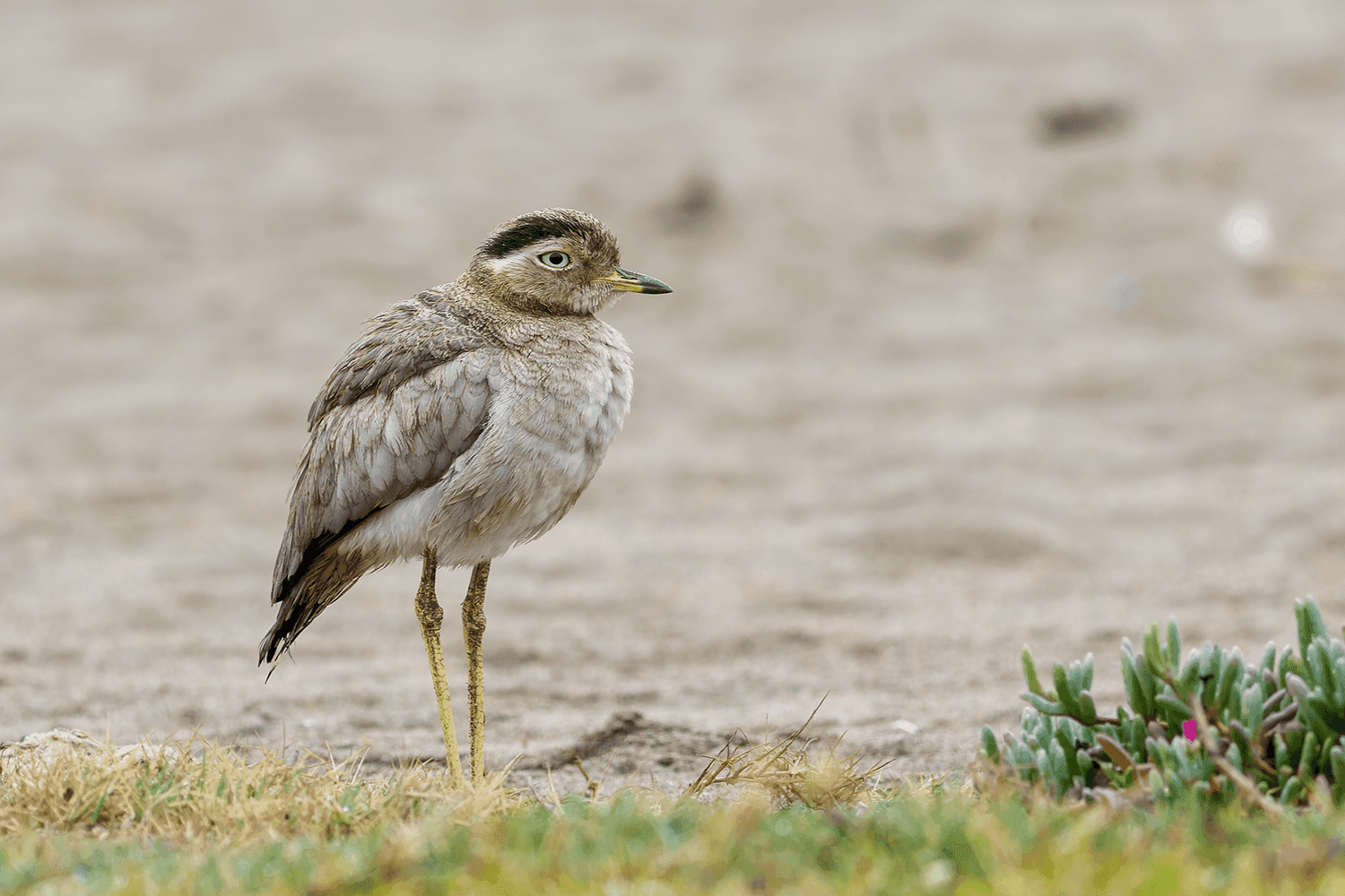 Peruvian Thick-knee Pantanos de Villa Birding Tour