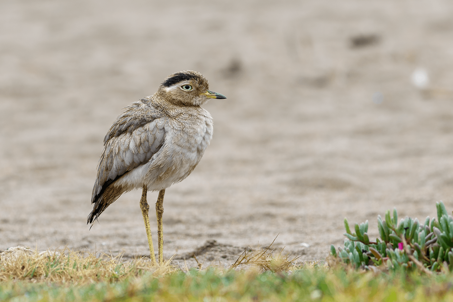 Peruvian Thick-knee Pantanos de Villa Birding Tour