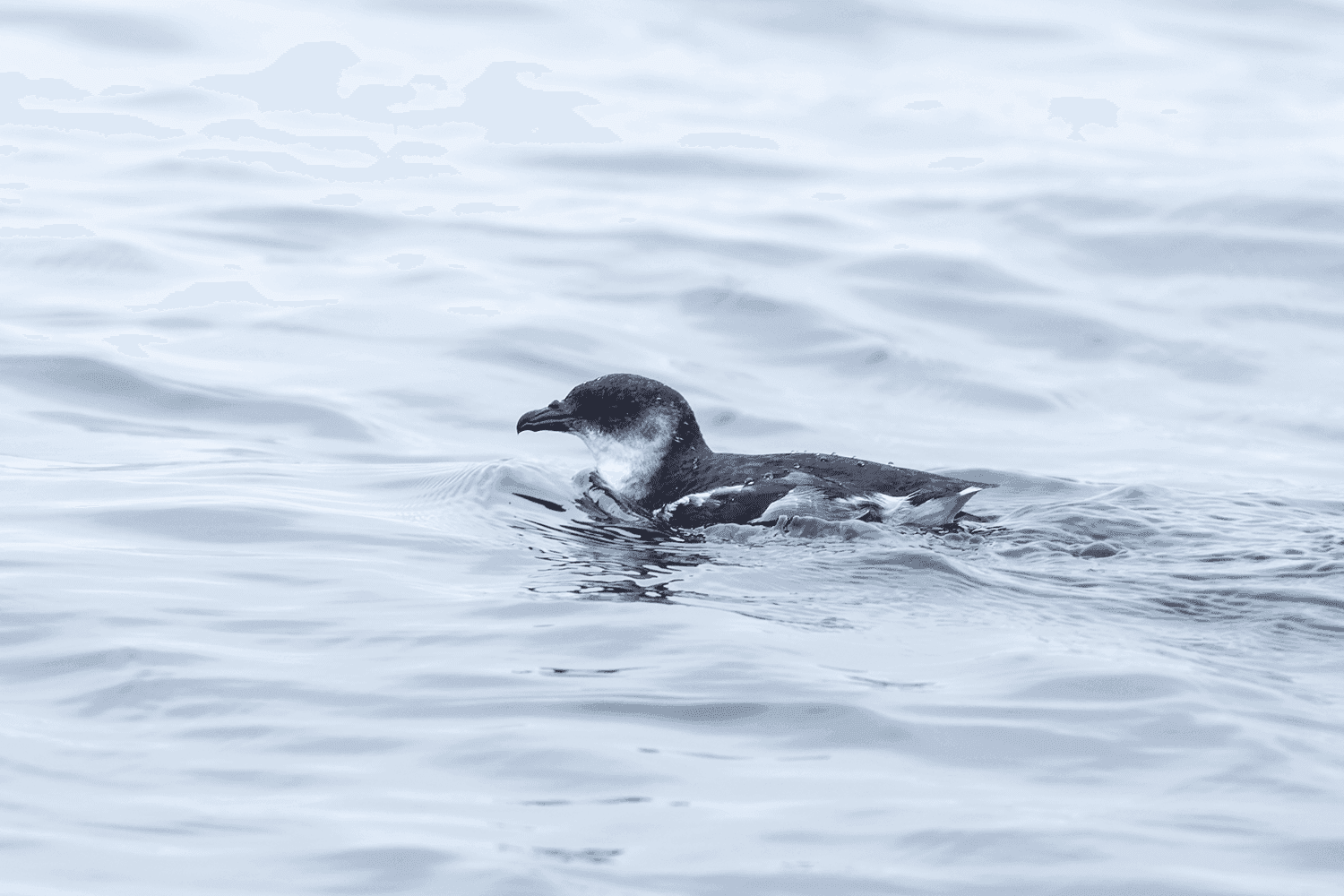 Peruvian Diving-Petrel - Wild Andes Birding Tours, Lima
