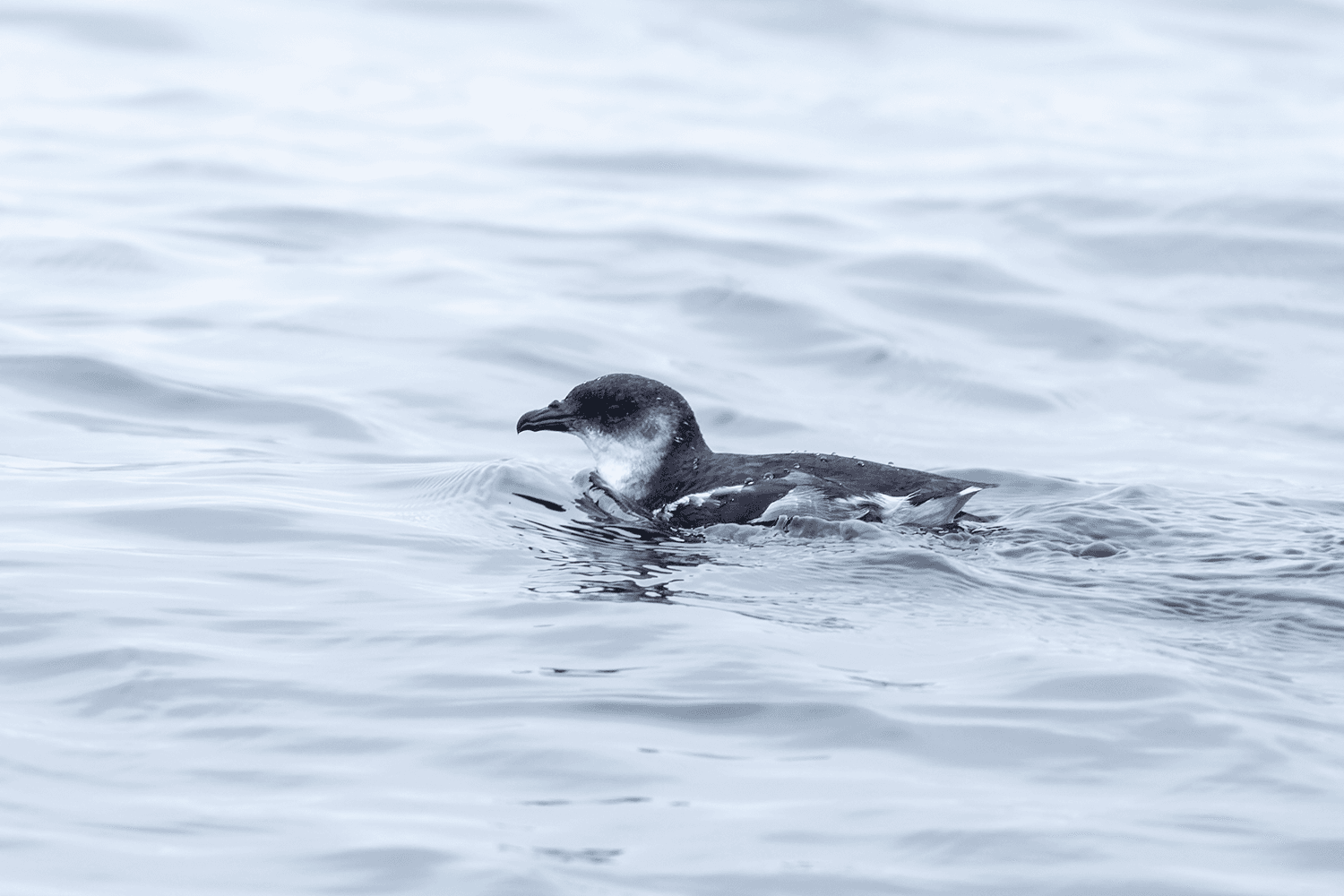 Peruvian Diving-Petrel - Wild Andes Birding Tours, Lima