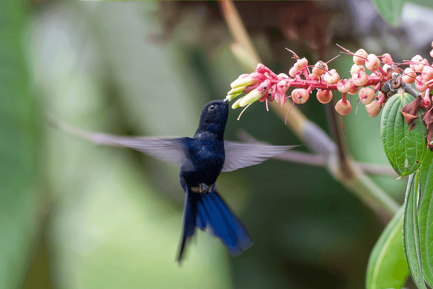 Royal Sunangel hummingbird feeding at pink flowers, northern Peru