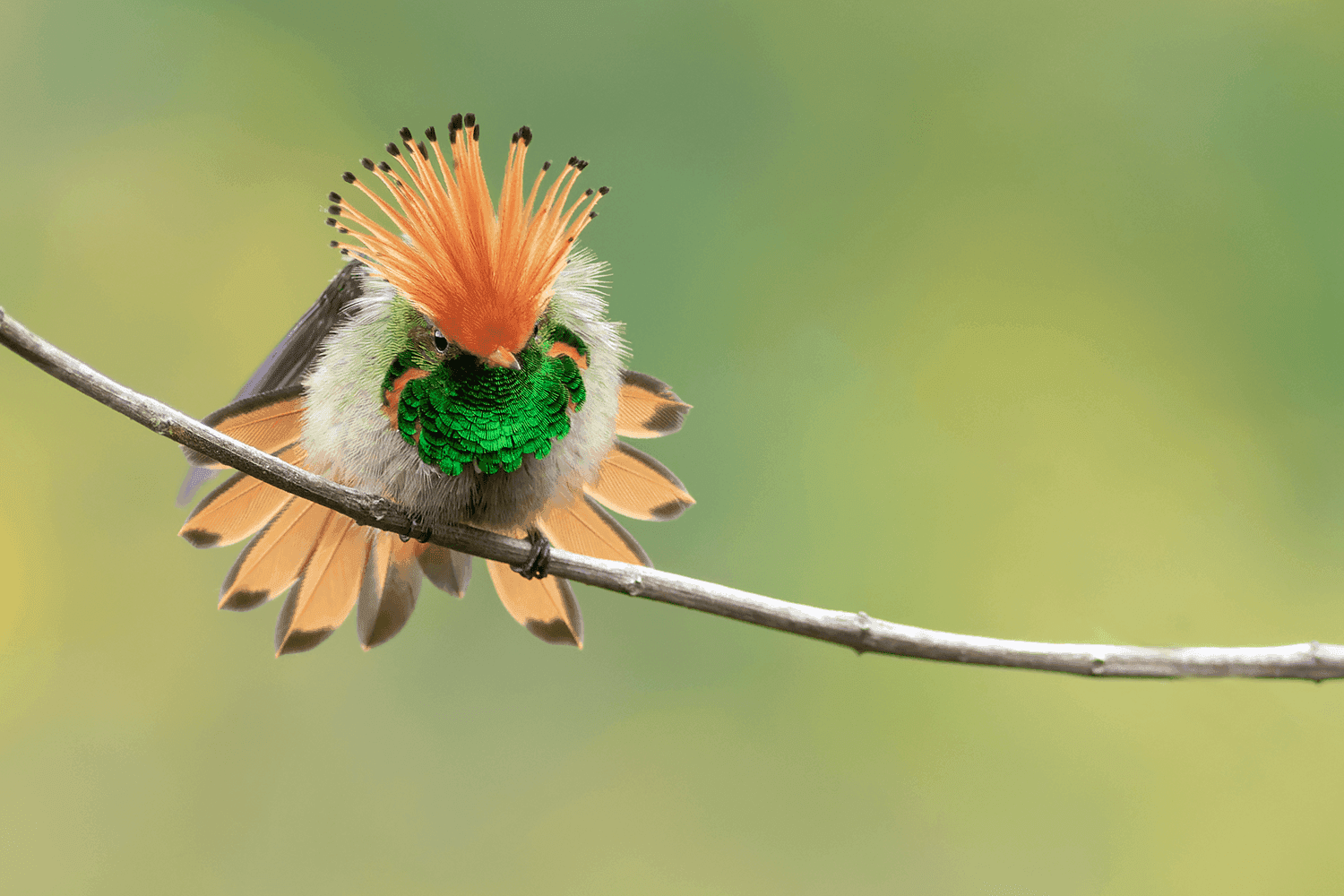 Rufous-crested Coquette hummingbird perched on a branch, northern Peru