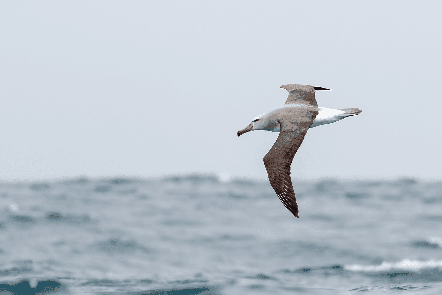 Salvin's Albatross - Wild Andes Birding Tours, Lima