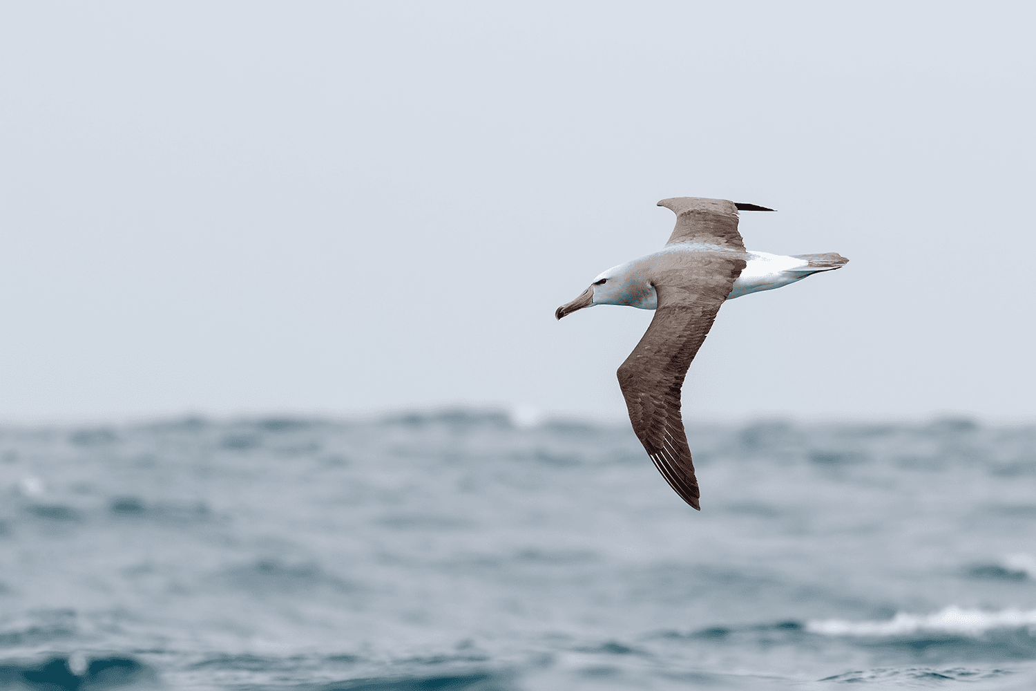 Salvin's Albatross - Wild Andes Birding Tours, Lima