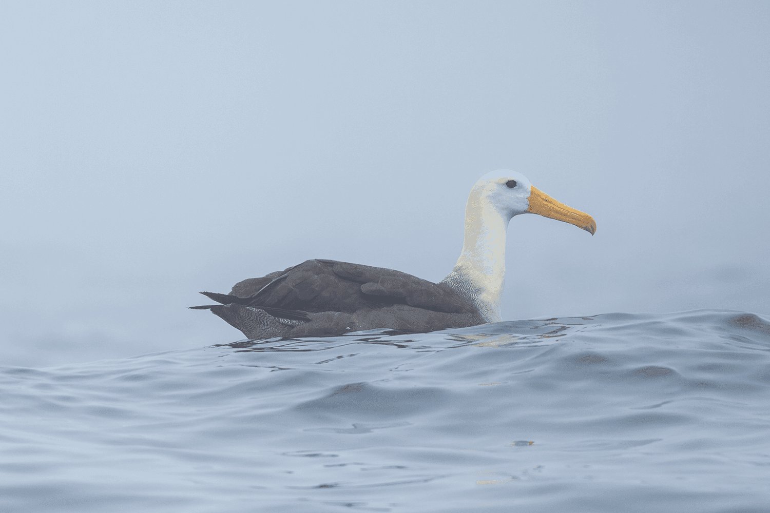 Waved Albatross on the Humboldt Current — Lima pelagic birding tour