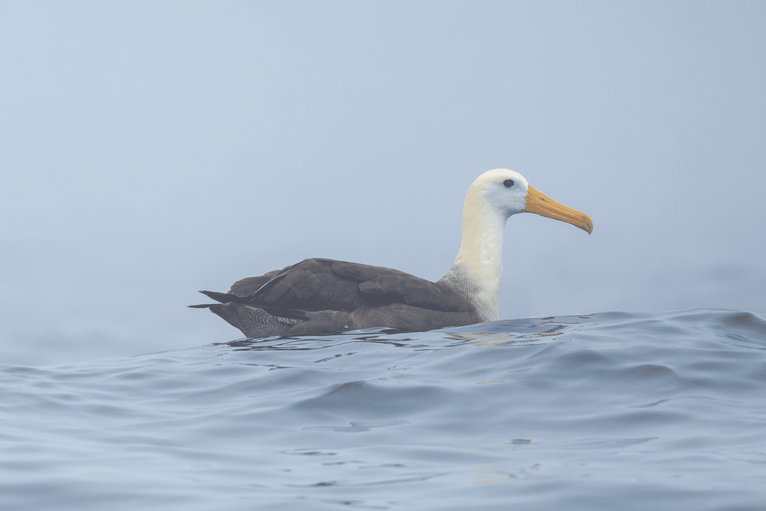Waved Albatross on the Humboldt Current — Lima pelagic birding tour