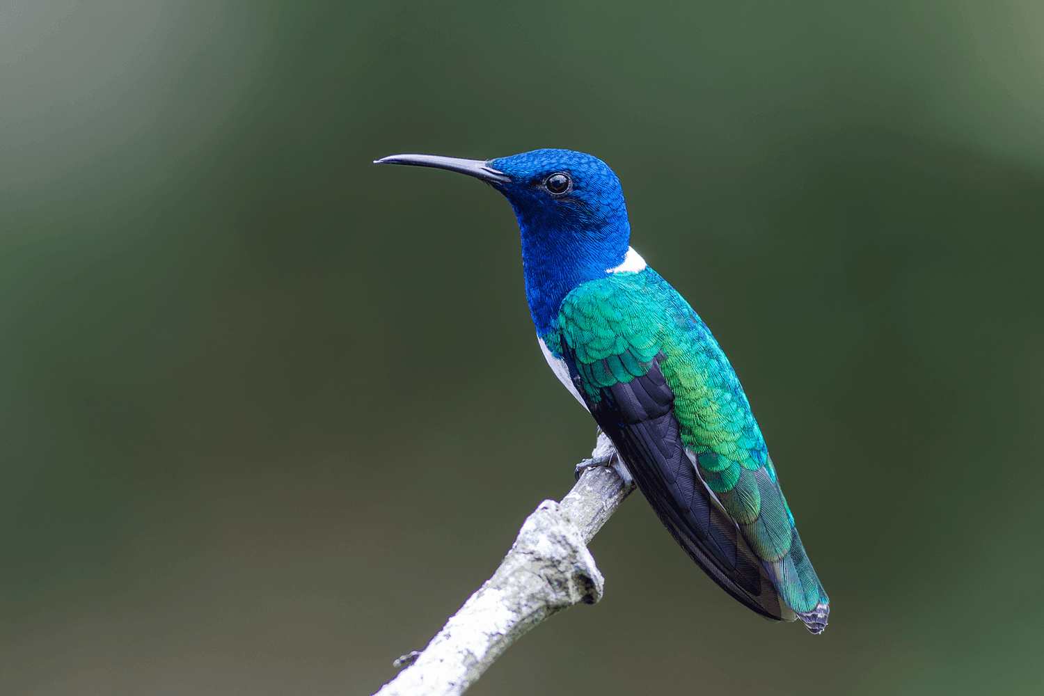 White-necked Jacobin hummingbird — Amazon lowland birding, Peru