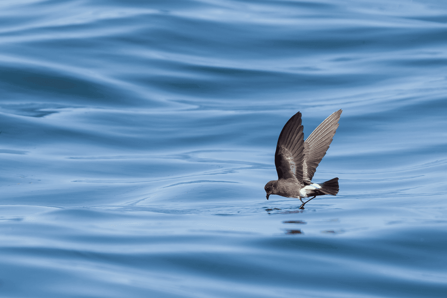 White-vented Storm Petrel - Wild Andes Tours, Lima