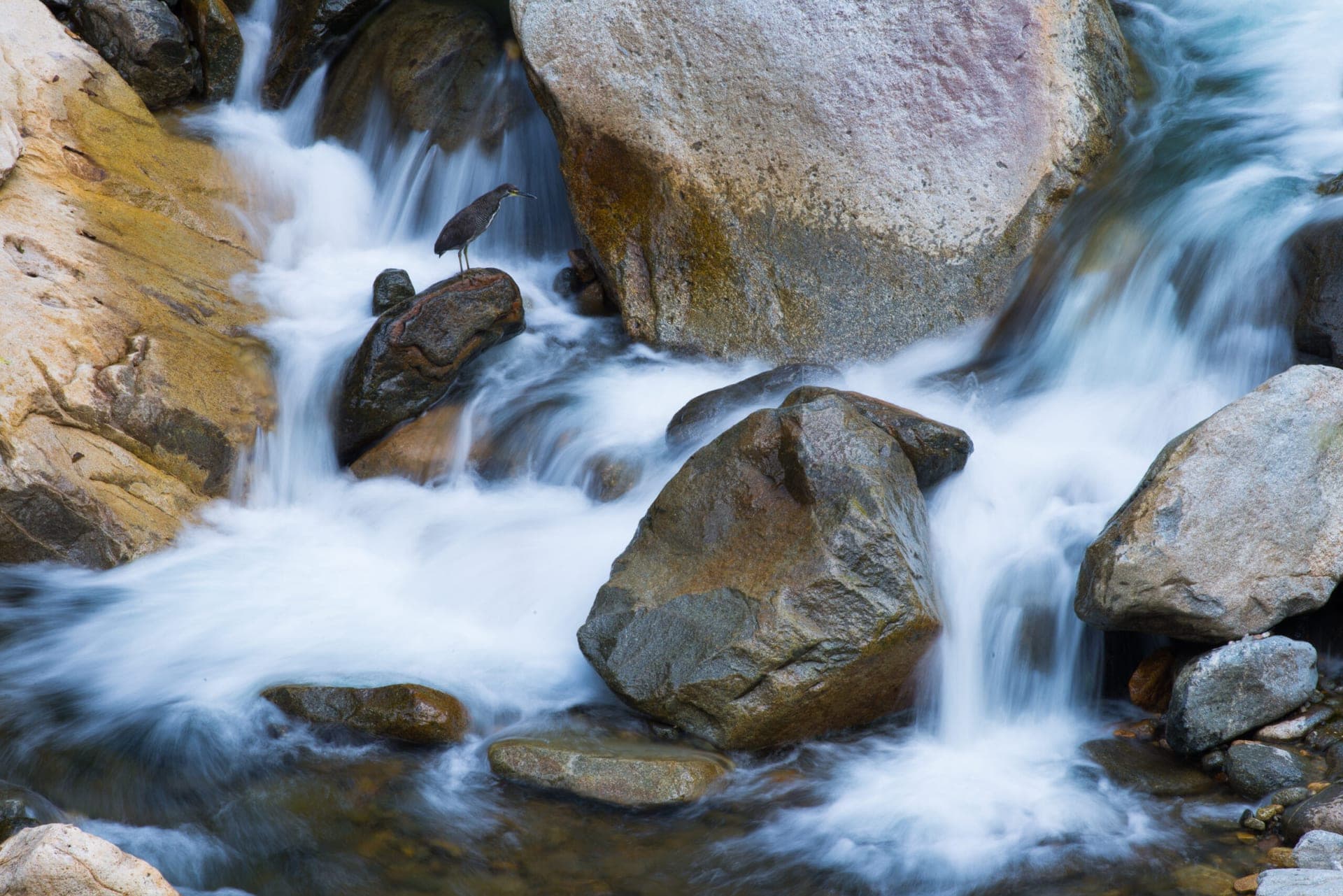 Heron hunting in a rushing Andean stream — Wild Andes photography tour, Peru