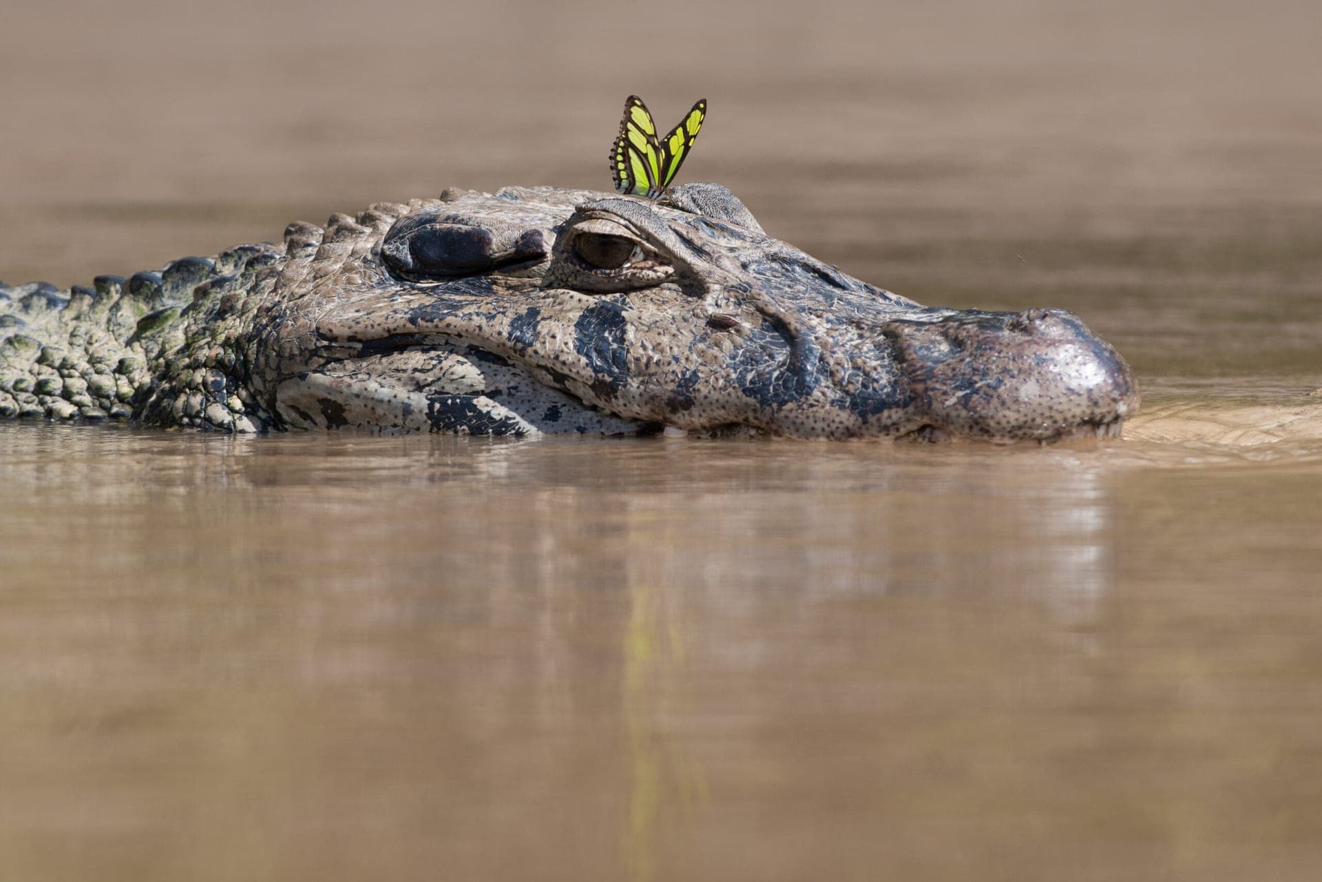 Spectacled Caiman with a butterfly on its head - Manu National Park wildlife tour, Peru