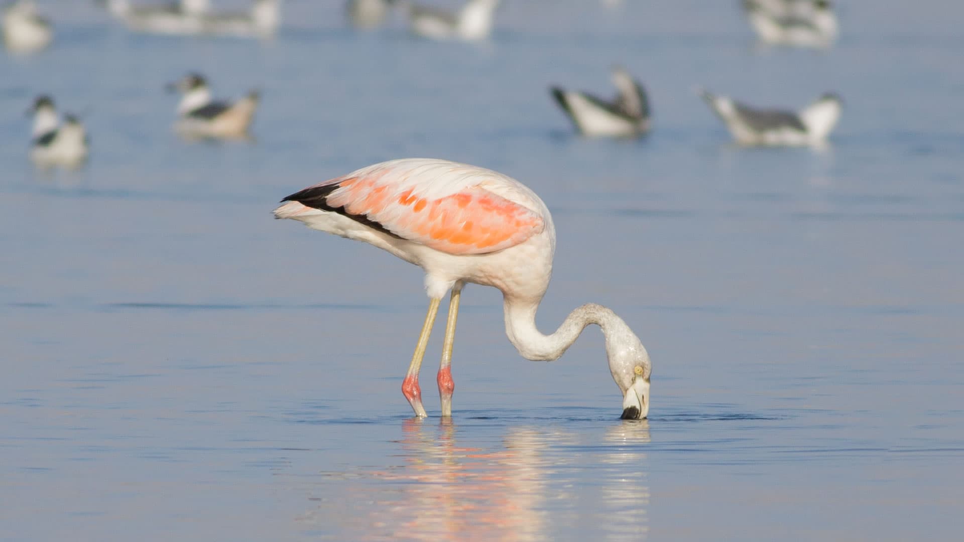 Paracas National Reserve