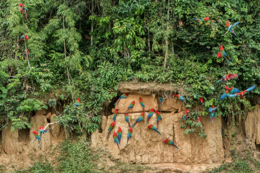 Blanquillo's Clay-lick: Manu National Park's best kept secret