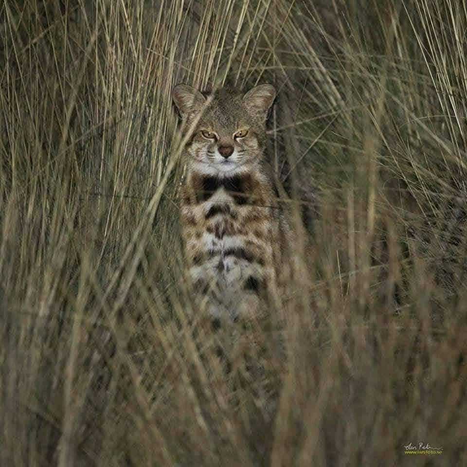 Junín Lake — Endemics & Pampas Cats