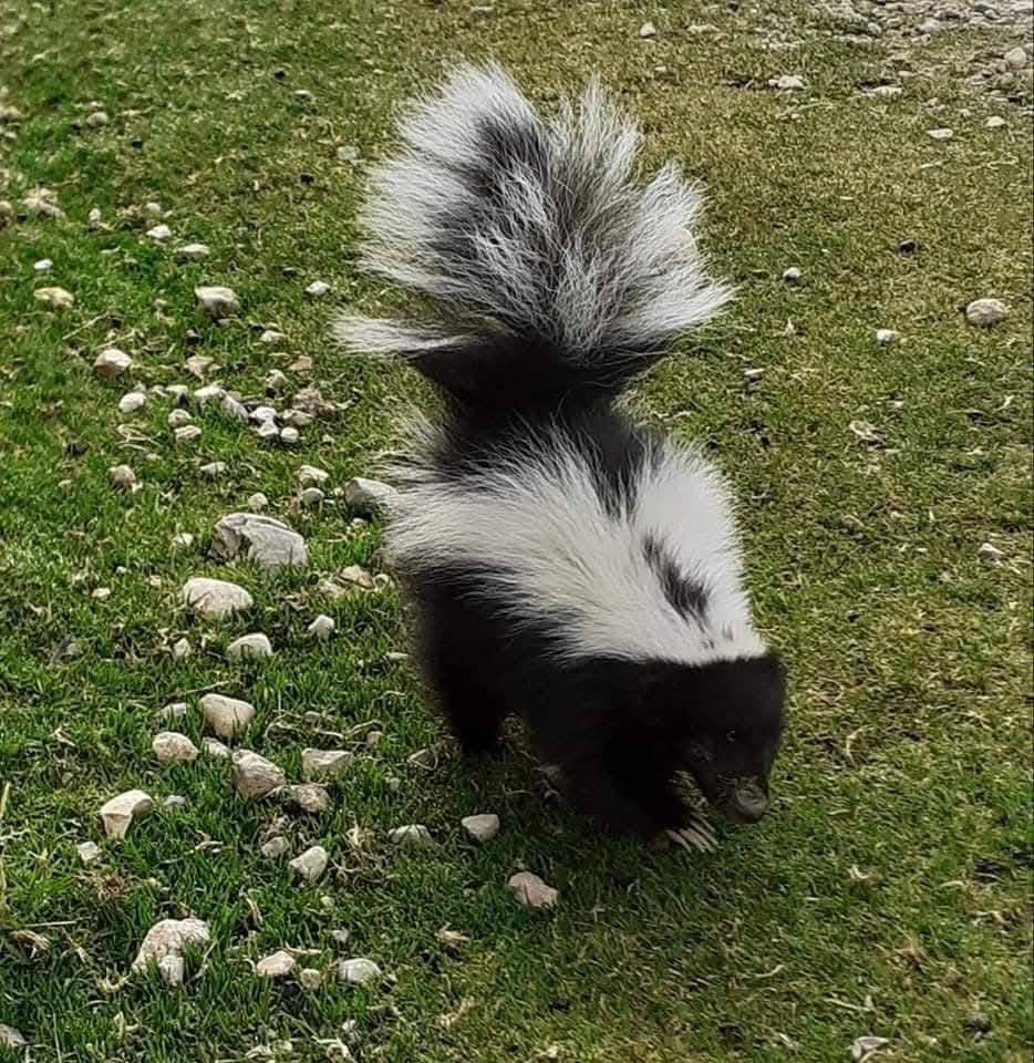Andean Skunk - Junin Lake wildlife tour Peru - Wild Andes Tours