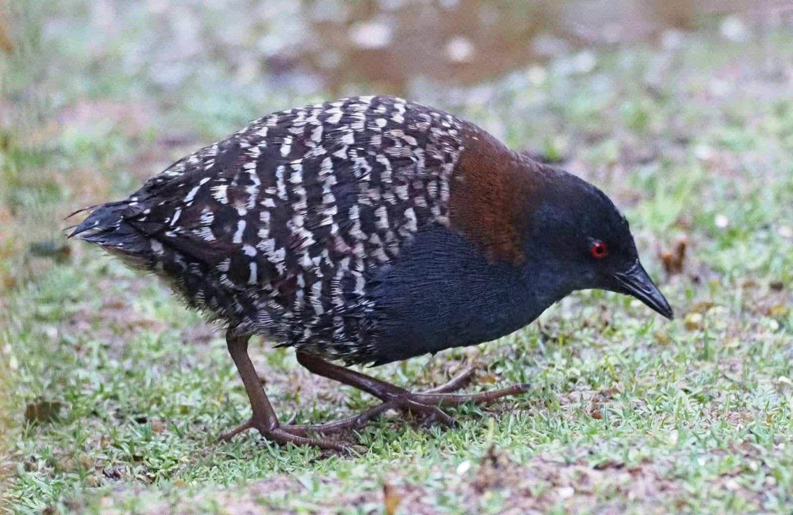 Junin Rail - endemic bird Junin Lake birding tour Peru - Wild Andes Tours
