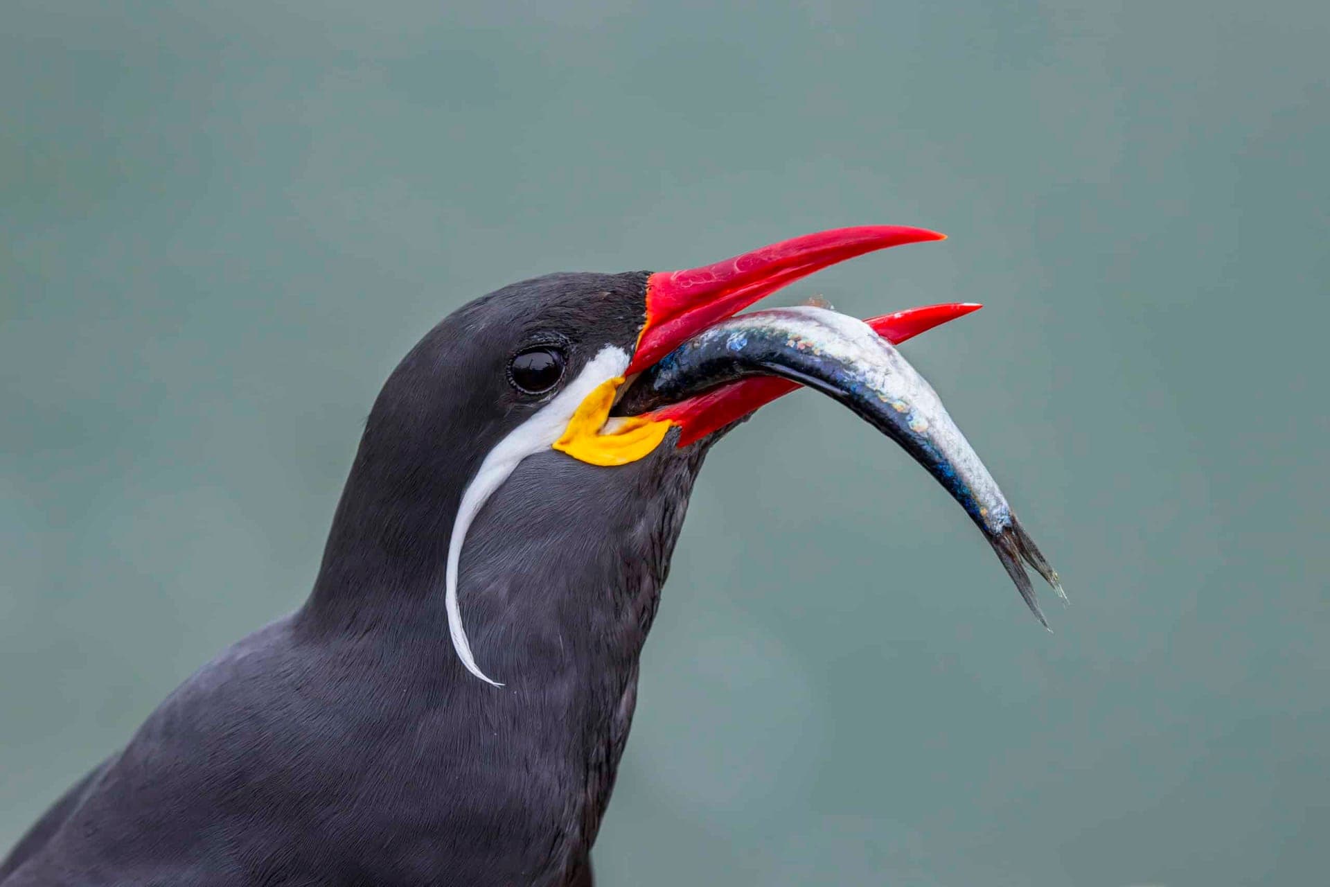 Inca Tern - Wild Andes Birding Tour, Lima