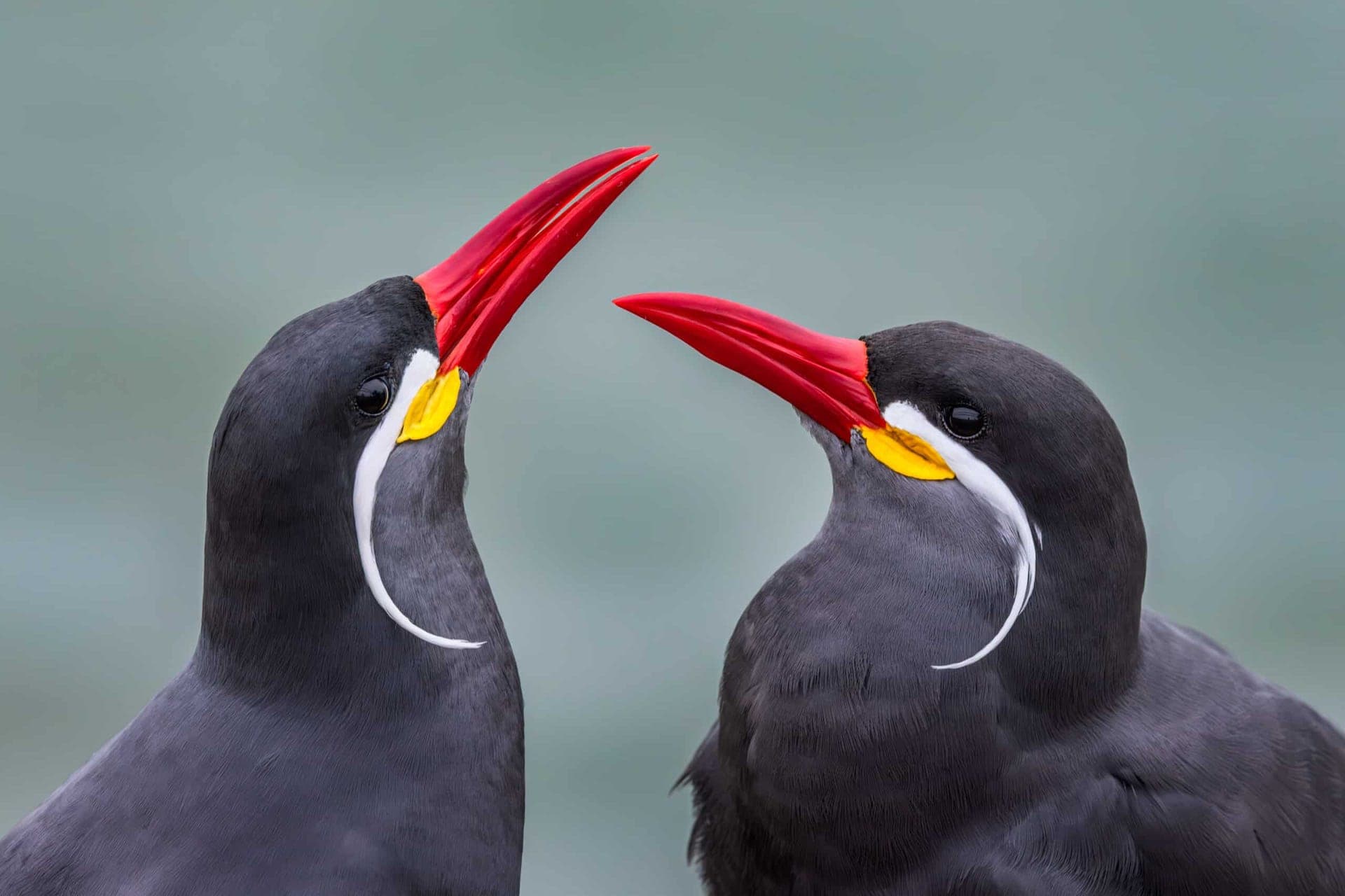 Pair of Inca Terns courting on the Lima coast, Peru
