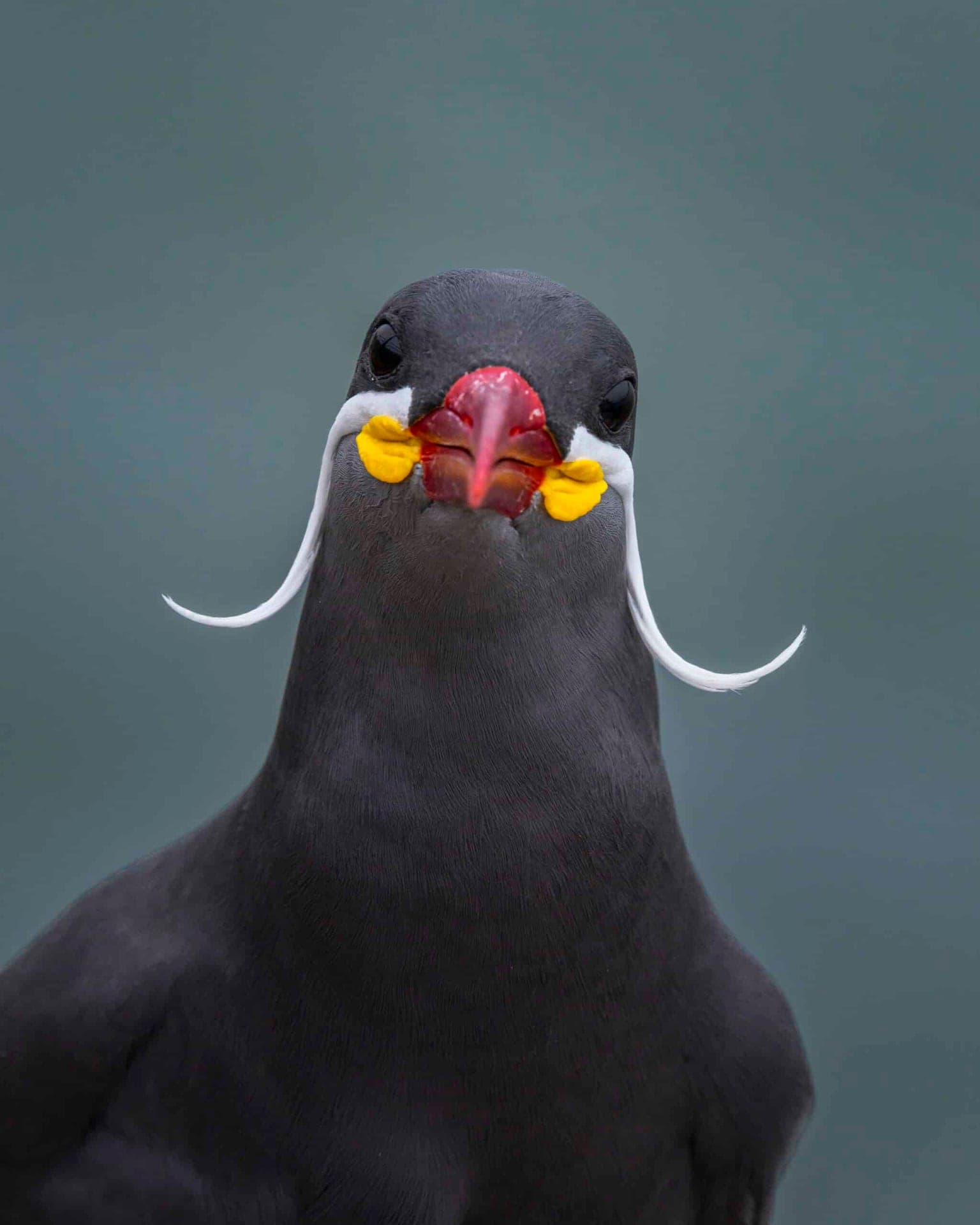 Alfredo Fernandez founder Wild Andes Tours Lima Peru birdwatching guide