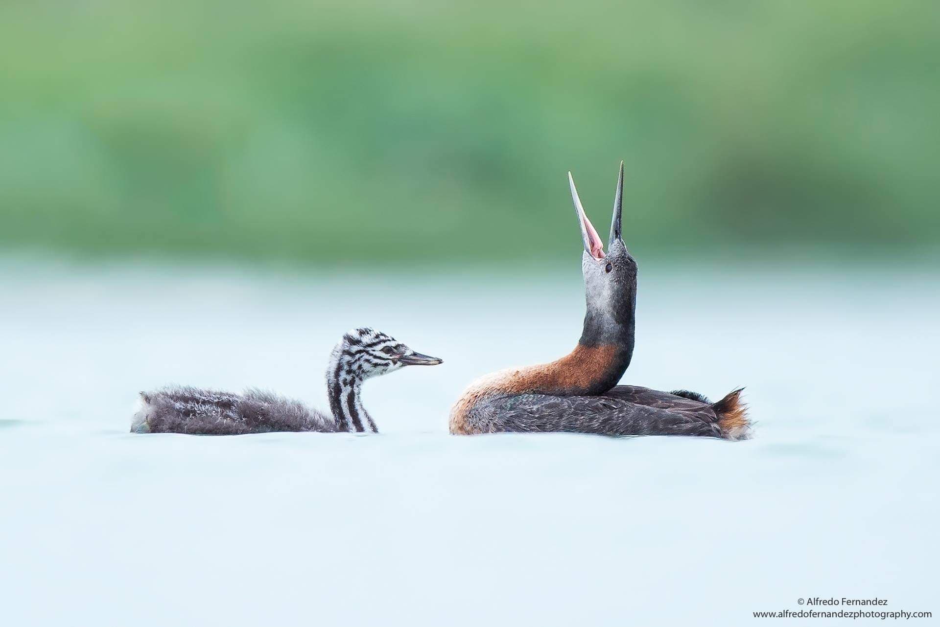 Great Grebe - Wild Andes Birding Tour, Lima