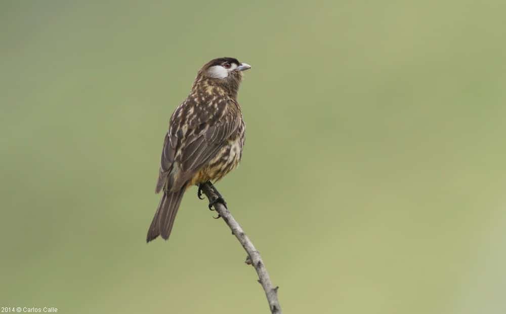 2-Day Santa Eulalia Birding Tour