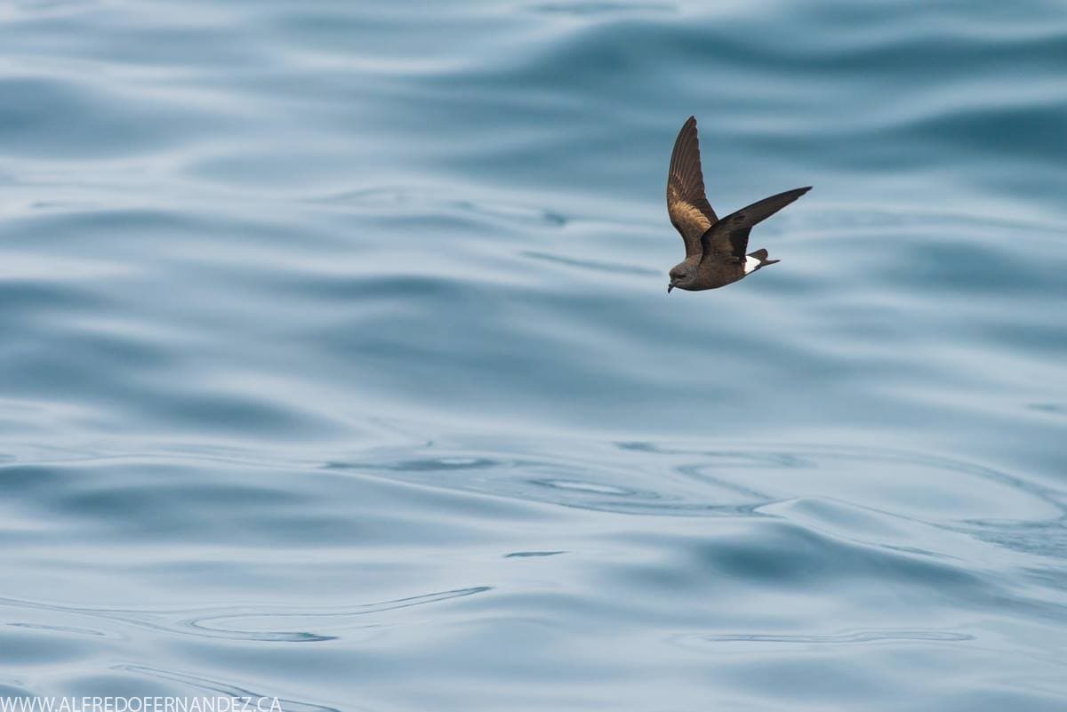 Pucusana & Mini-Pelagic