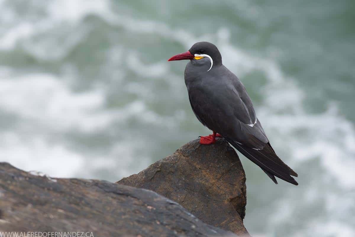 Inca Tern - Wild Andes Birding Tours, Lima