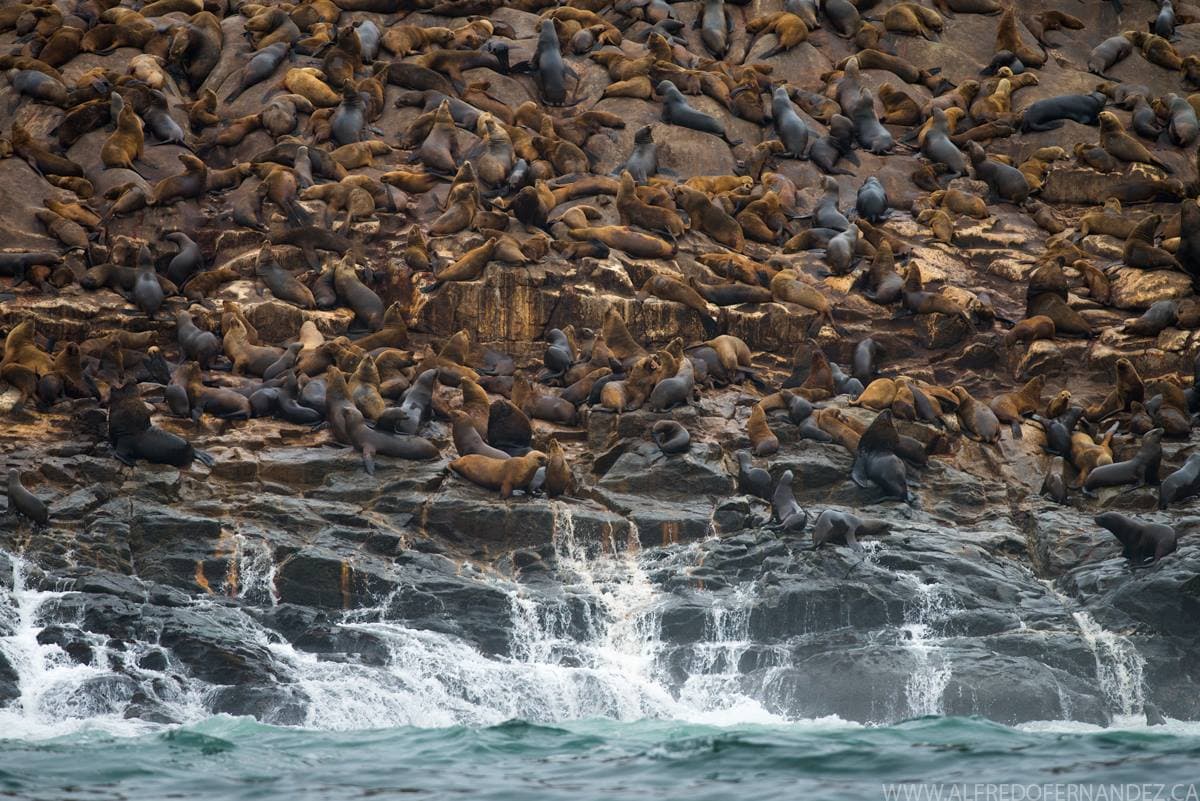 South-American Sea-Lion Pelagic Tour Peru Wild Andes