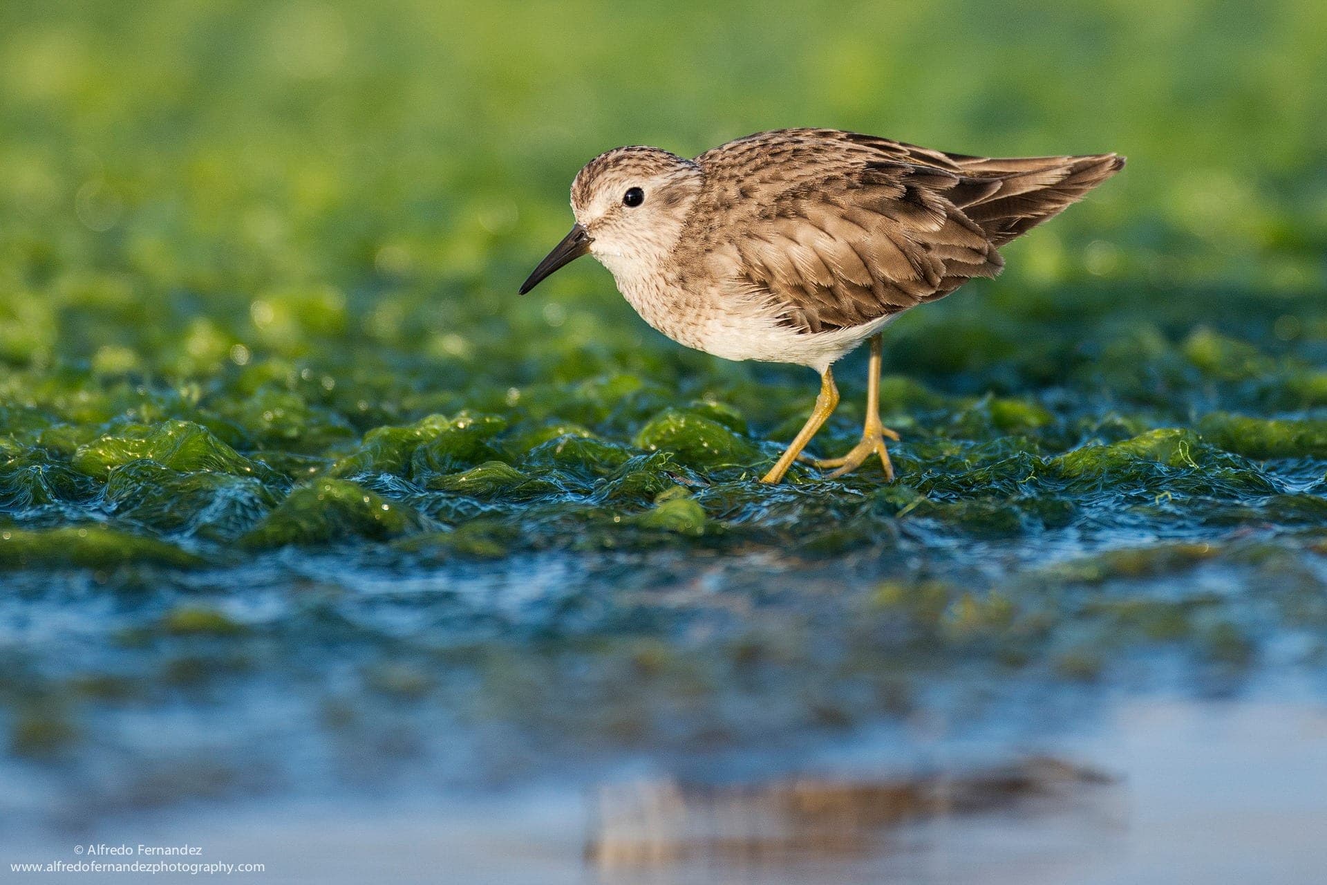 Least Sandpiper - Wild Andes Tours, Lima