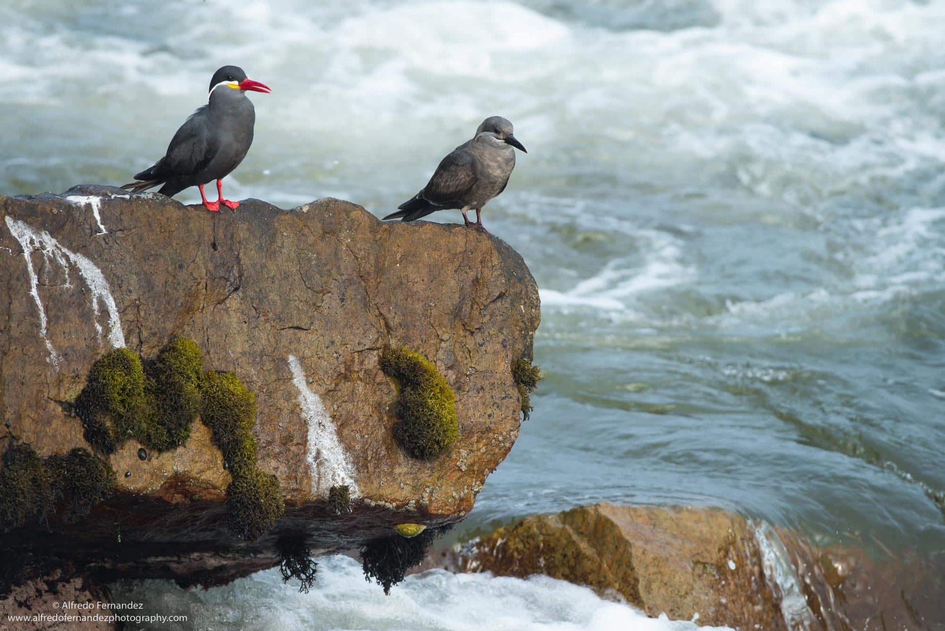 The Inca Tern: Lima's Most Charismatic Coastal Seabird
