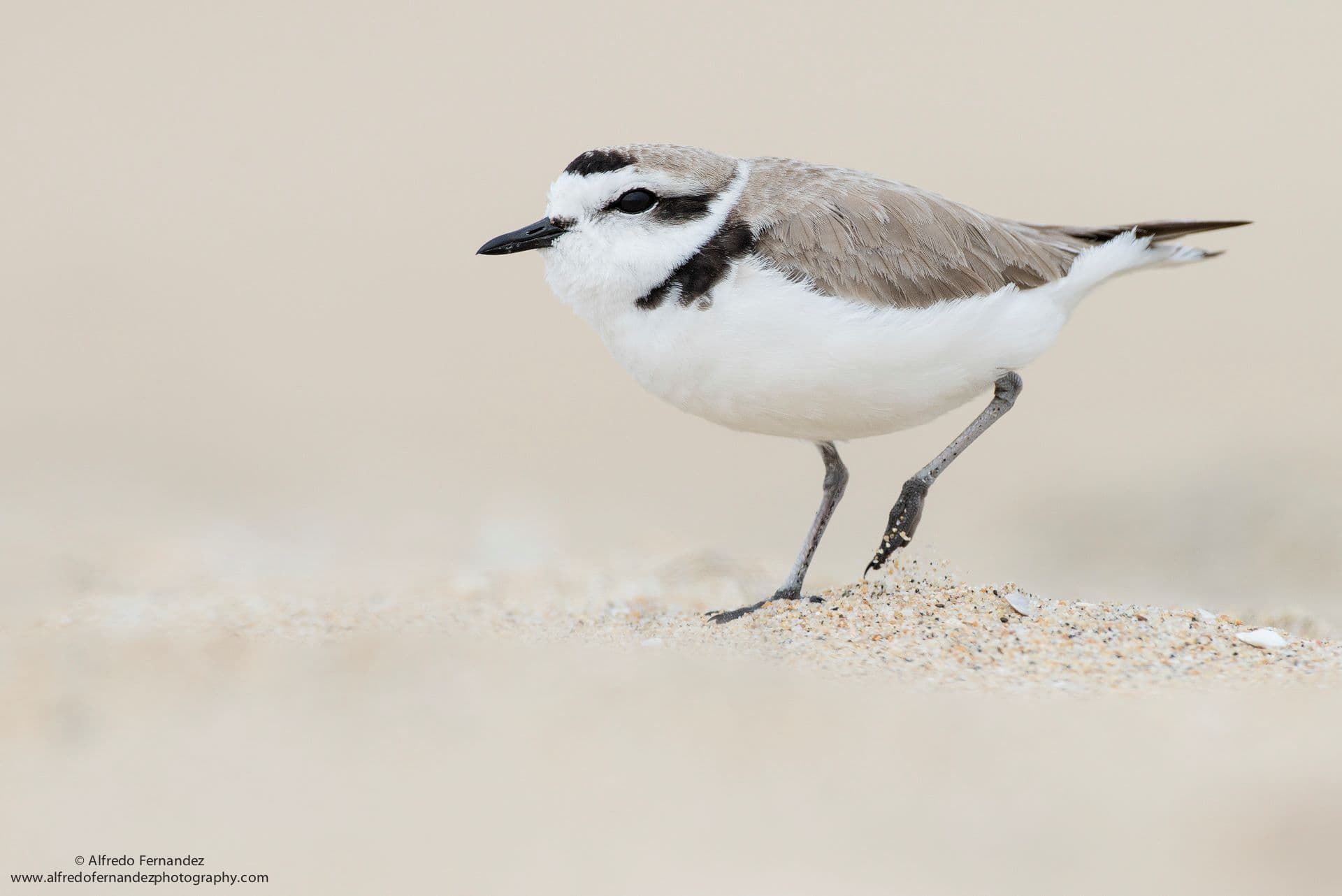 Snowy Plover - Wild Andes Tours, Lima