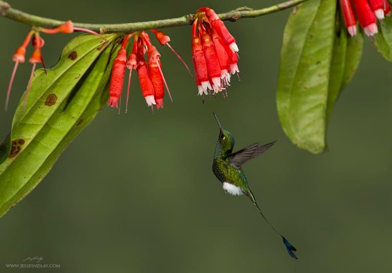 Booted Racket-tail hummingbird — cloud forest below Abra Málaga, Peru