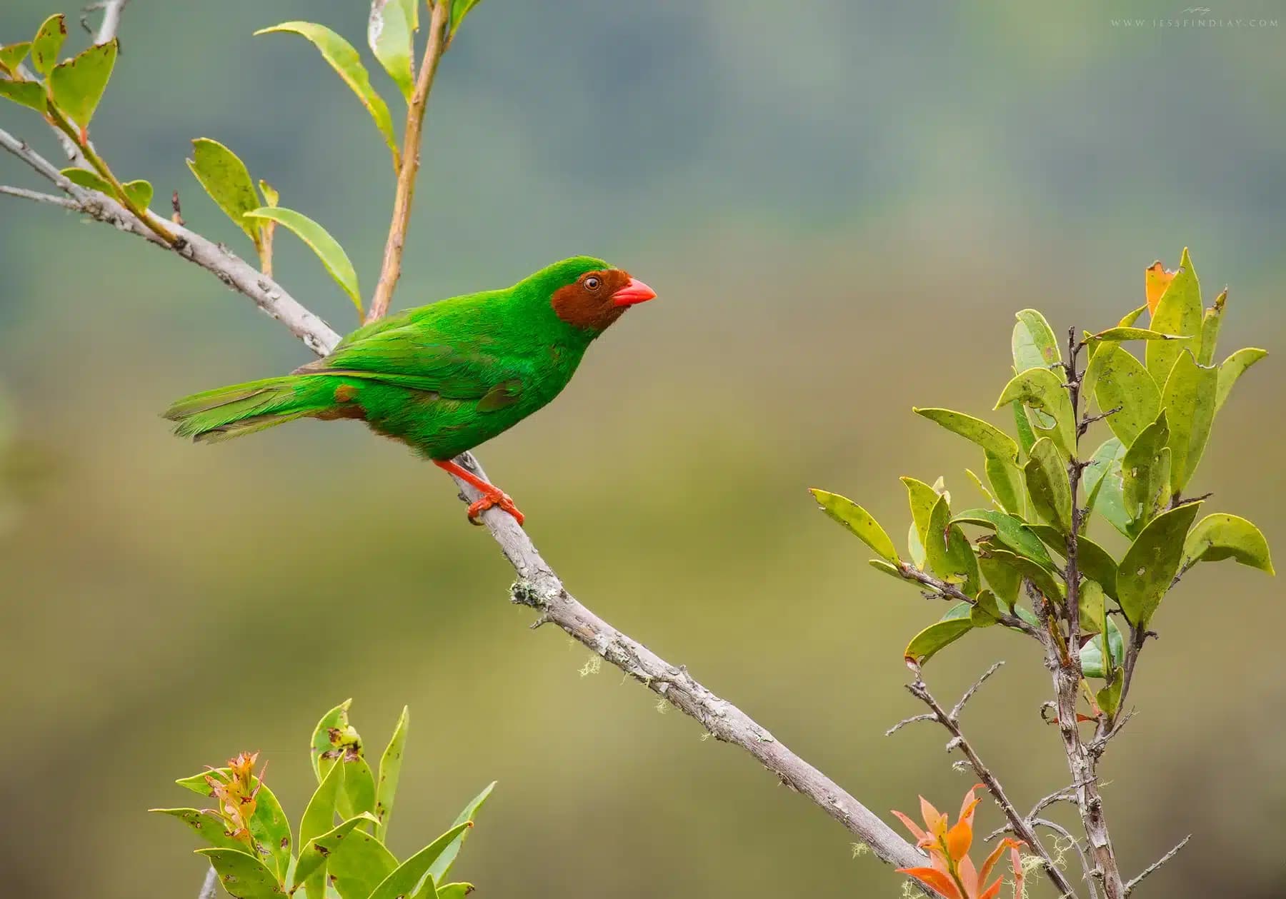 Grass-green Tanager on the humid east slope — Abra Málaga birding tour, Peru