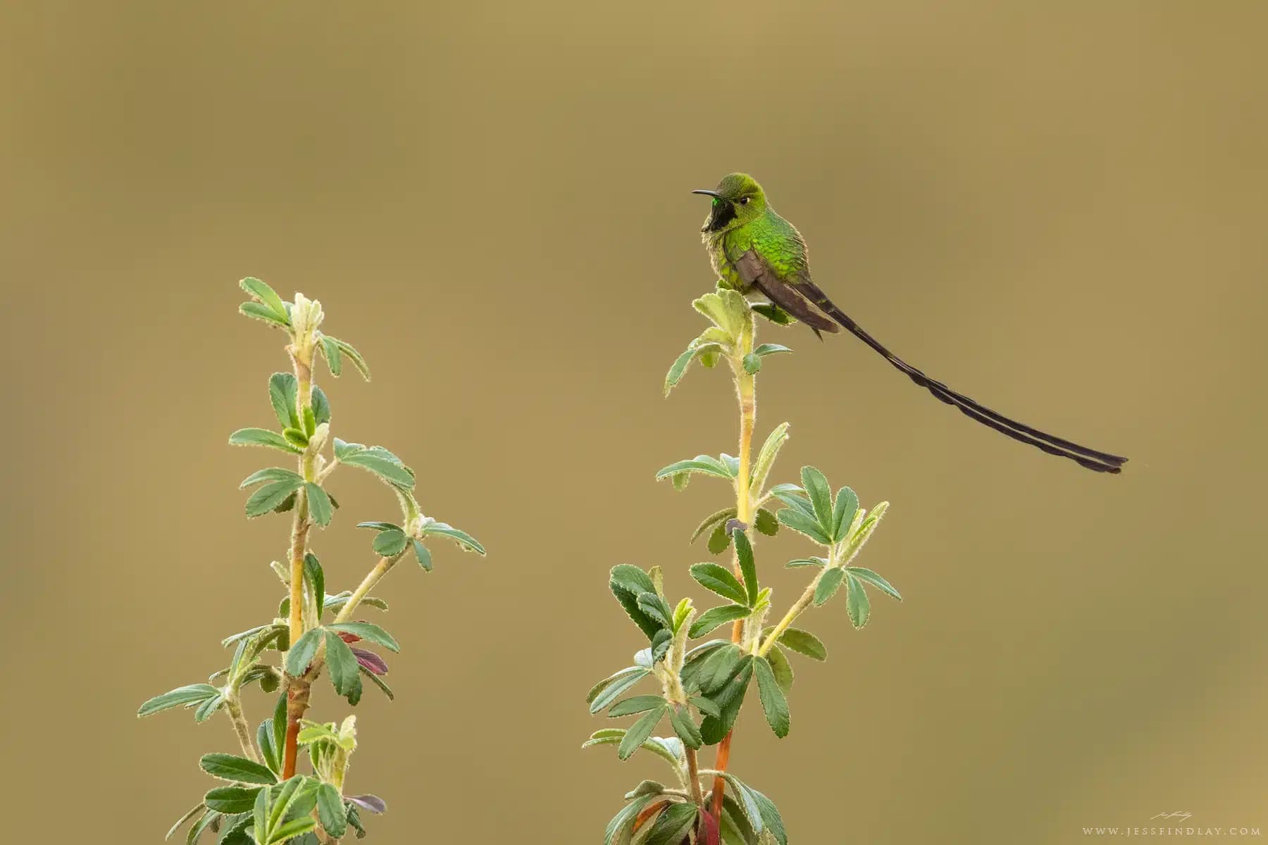 Machu Picchu Birding Tour