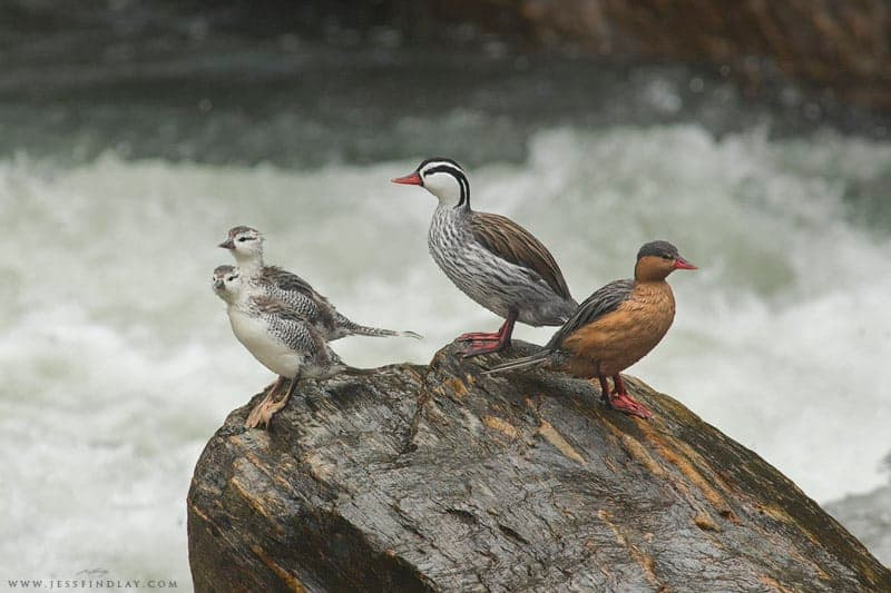 Torrent Ducks on the Santa Eulalia River, Peru