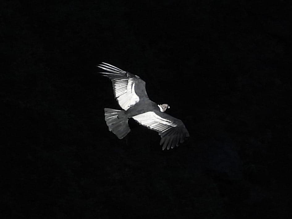 Andean Condor soaring over the high Andes — Abra Málaga birding tour, Cusco, Peru