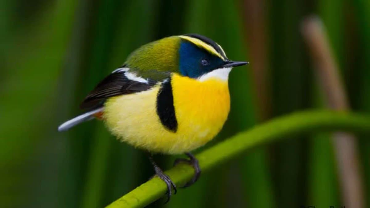 Many-colored Rush-Tyrant perched on a reed — Piuray Lagoon birding tour, Cusco