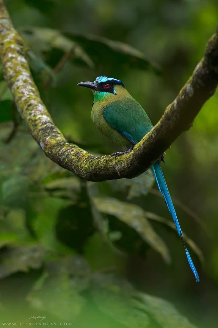 Andean Motmot with its racket tail — Tandayapa & Mindo, Ecuador