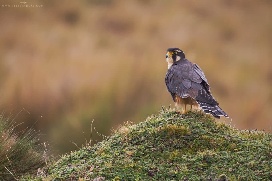 Aplomado Falcon on a páramo mound — Antisana, Ecuador