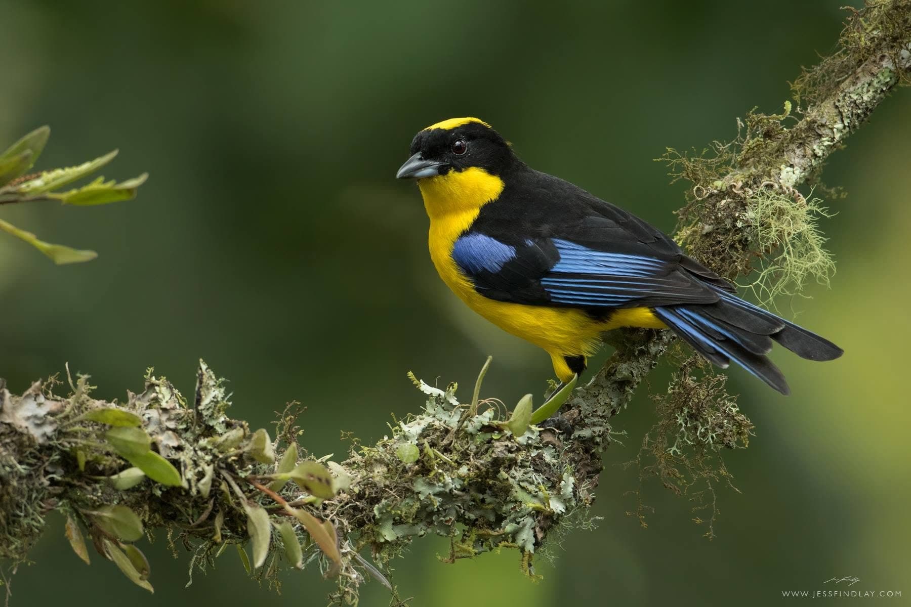 Blue-winged Mountain-Tanager in a mixed flock — eastern slope, Ecuador