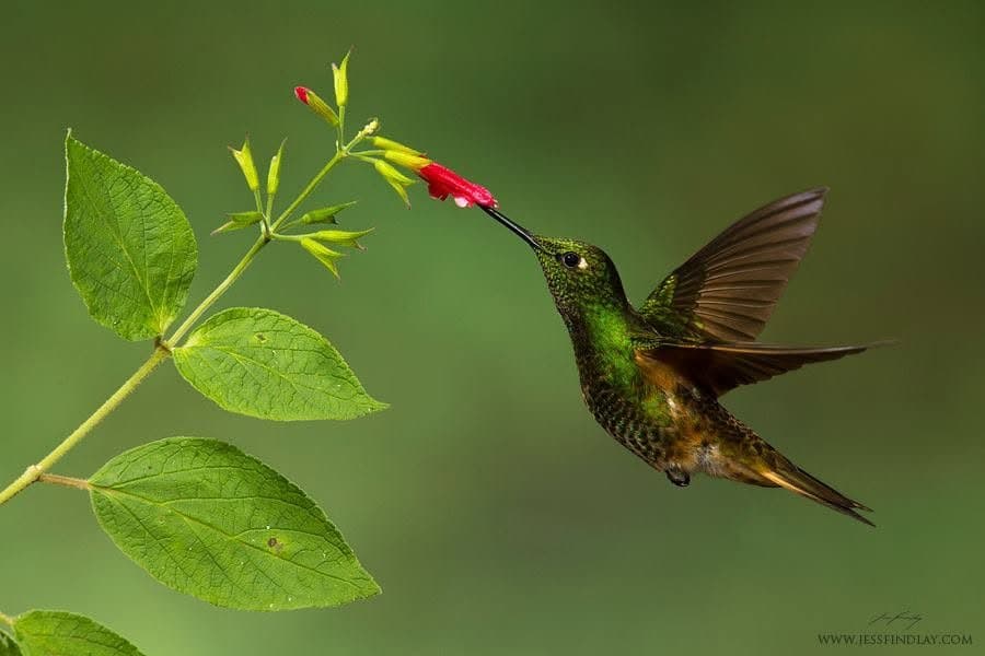 Buff-tailed Coronet at a flower — high-Andean forest, Ecuador