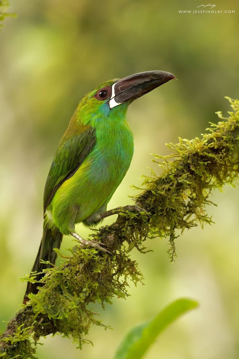 Crimson-rumped Toucanet on a mossy branch — Tandayapa & Mindo, Ecuador