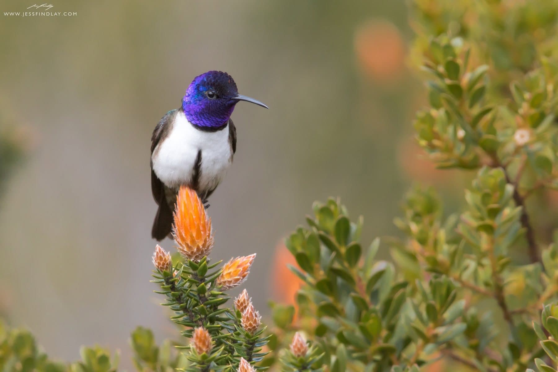 Ecuadorian Hillstar on the páramo — Antisana, Ecuador