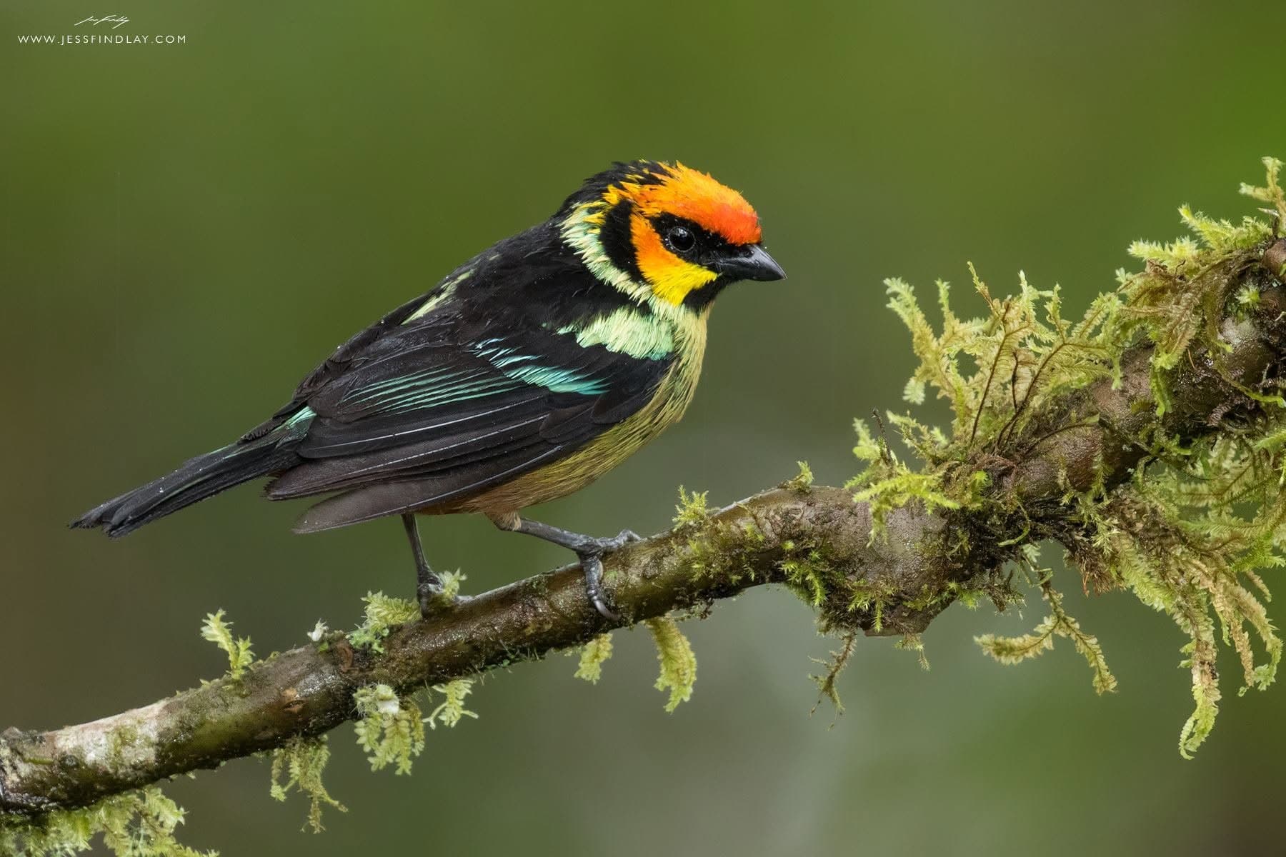 Flame-faced Tanager in a mixed flock — Chocó cloud forest, Ecuador